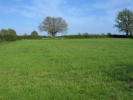 IMG_4390